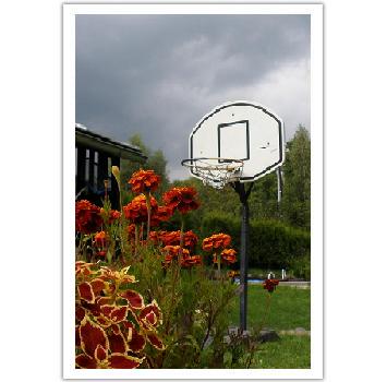 Basketbalov ko na zahrad